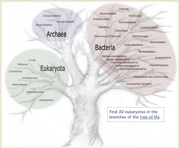 A hand drawn tree with three clusters of branches with overlaid text for each of the main "branches" of life, Eukaryota, Archaea, and Bacteria, published in 2005 as part of the original JGI Genome Portal website, which was solely developed, coded, and designed, along with this illustration by Leila Hornick.