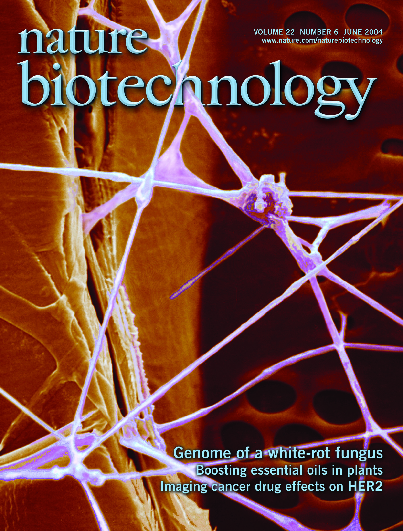 Genome of a White-rot fungus, cover of Nature Biotechnology, Cover artwork by Leila Hornick